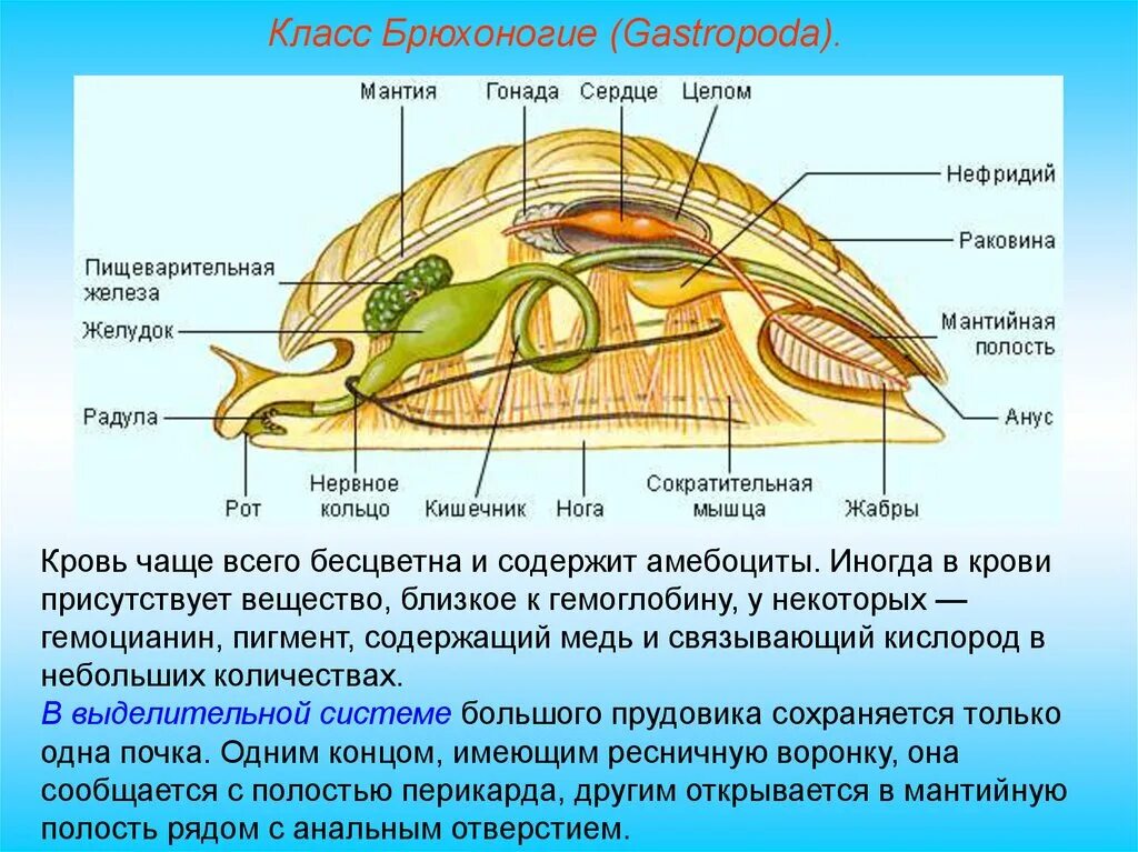 кровеносная система система моллюсков. тип моллюски дыхательная система. чем дышат брюхоногие моллюски. кровеносная система класса брюхоногих моллюсков. дыхательная система брюхоногих моллюсков.