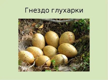 Капалуха 3 класс школа