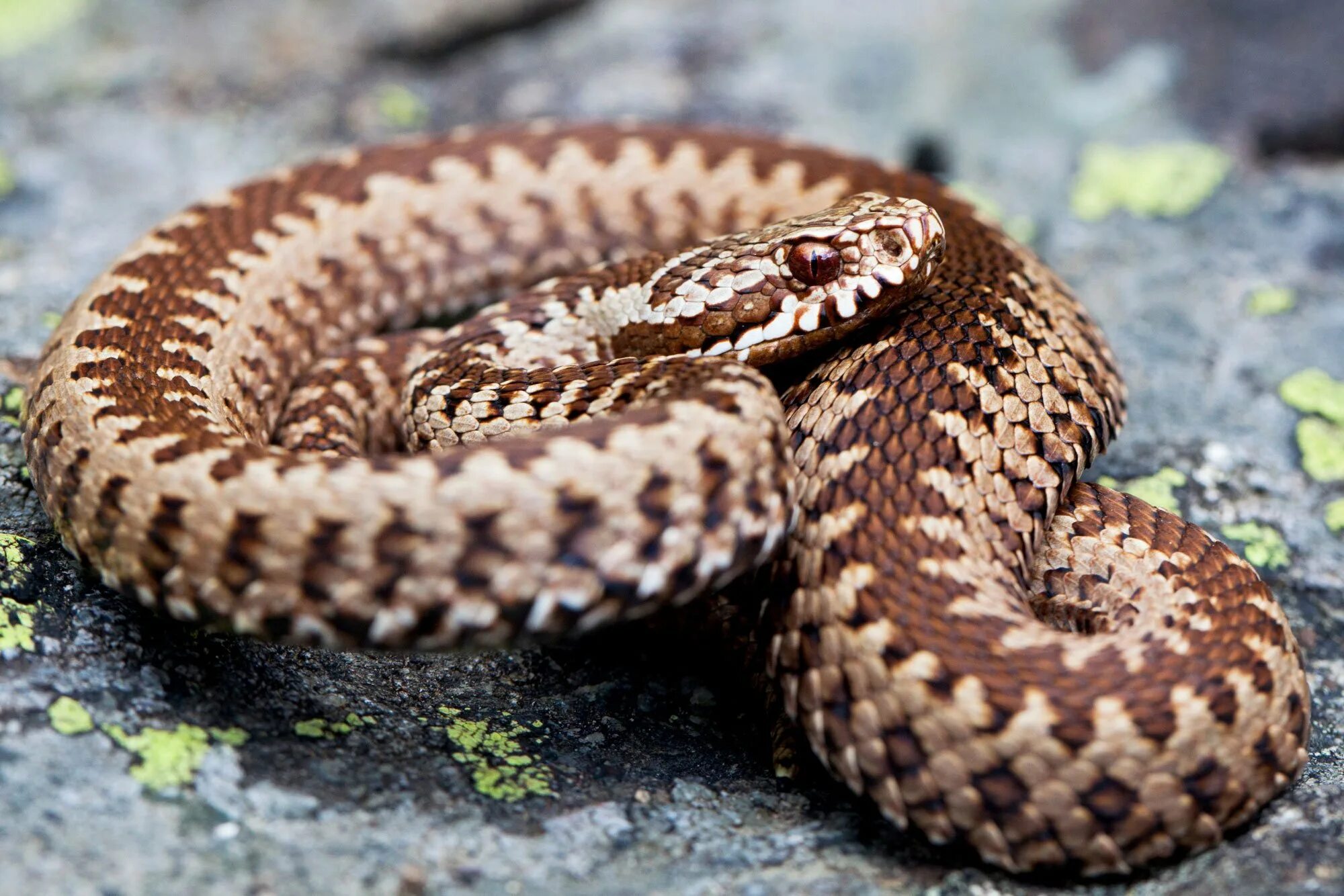 Обыкновенная гадюка (Vipera berus). Степная гадюка медянка. Обыкновенная гадюка медянка. Медянка змея Крымская.