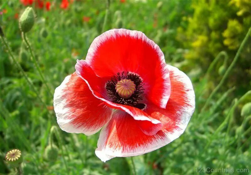 Corn poppies. Мак самосейка. Красный Мак самосейка. Мак самосейка цветок. Желтый Мак самосейка.