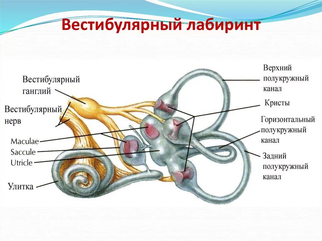 Схема периферического отдела вестибулярного анализатора. Вестибулярная периферический отдел. Функции периферического отдела вестибулярного анализатора. Схема периферического отдела вестибулярного анализатора. Вестибулярная периферический отдел.