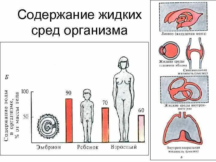 Кровь лимфа тканевая жидкость презентация. Жидкие среды организма кровь лимфа тканевая жидкость. Внутреннюю среду организма образуют тест. 3 жидкие среды организма. Жидкие среды организма физиология.