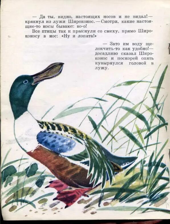 Хорошо чье произведение. («Чей нос лучше?»Бианки 1923. Широконос Бианки. Иллюстрация к произведению, чей нос лучше.. Бианки в.в. "чей нос лучше?".