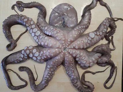 Засунет осьминога