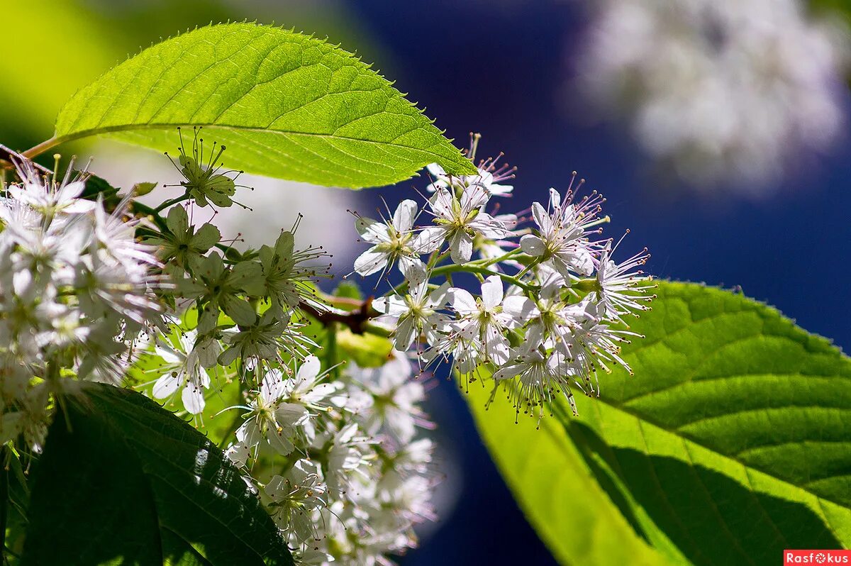 Аудиозапись черемуха. Цветущая черемуха. Аудиозапись черемуха. Черех черемуха черемуха. Черёмуха душистая.