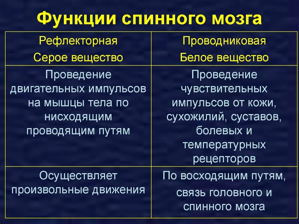 Рефлекторная и проводниковая функции спинного мозга. Функции спинного мозга функции серого вещества. Функции спинного мозга рефлекторная и проводниковая таблица. Проводнркова фугкция спрнного мозга. Какие 2 функции выполняет спинной мозг