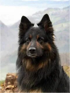 Лохмач