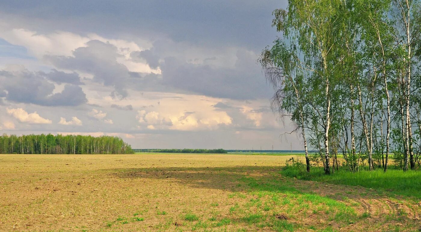 Природа средней полосы России Рязанская область. Степи Рязанской области. Русское поле. Русские просторы березы