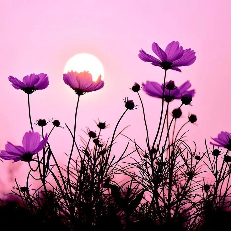 Soft evening. Evening_come. Белое солнце фото. Закат quotes. Soft evening.