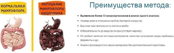 Хмс тонкая кишка. Тонкая кишка кишка строение. Хмс тонкая кишка. Функции тонкой кишки анатомия. Тонкая кишка анатомия строение.