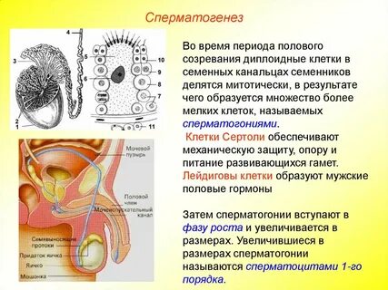 Из одного сперматоцита образуется