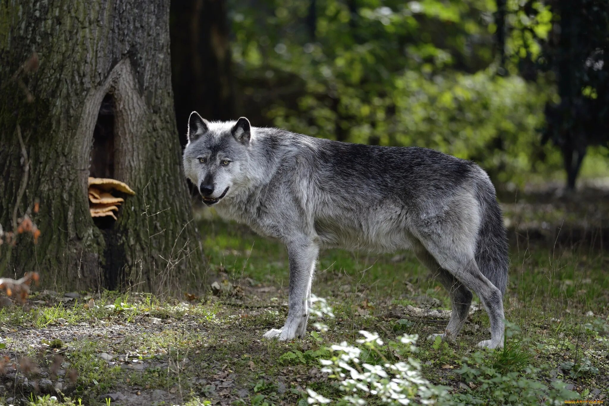 Макензийский Равнинный волк. Волк обыкновенный (canis Lupus). Волк Долины Маккензи. «Серый волк» (Сары Буре). Серый волк хищники