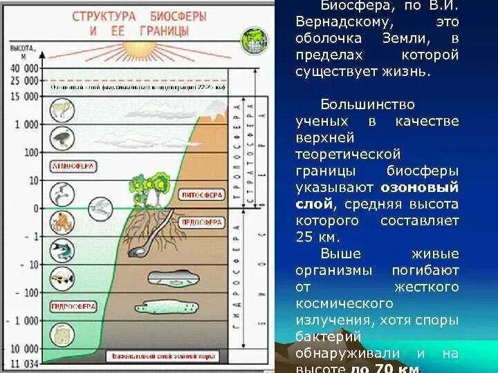 Границы биосферы по Вернадскому. Биосфера и ее структура. Составляющие биосферы по Вернадскому. Биосфера земная оболочка.