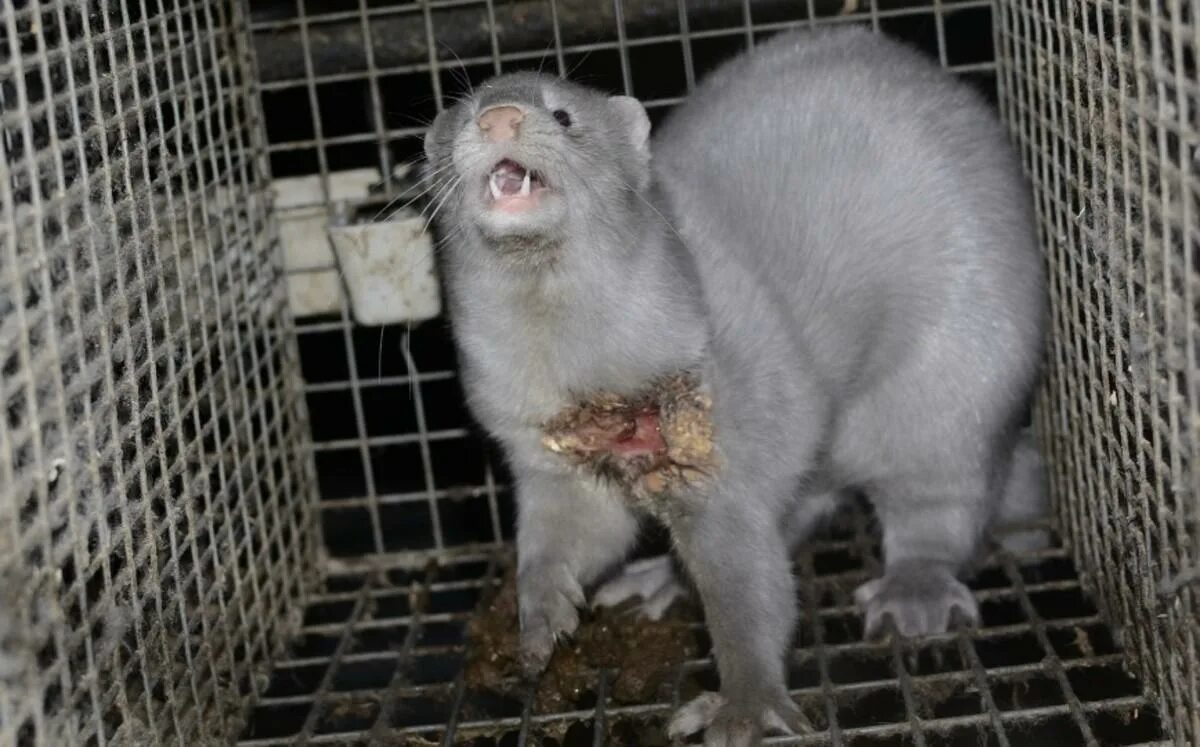 Голубой песец норка. Черная норка зверек. Норка зверек. Норковая звероферма в дании. Выроет норку.