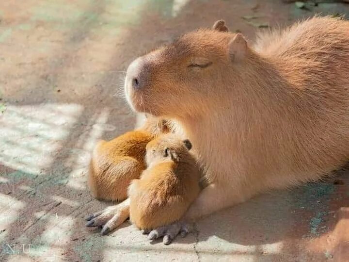 Capybara go