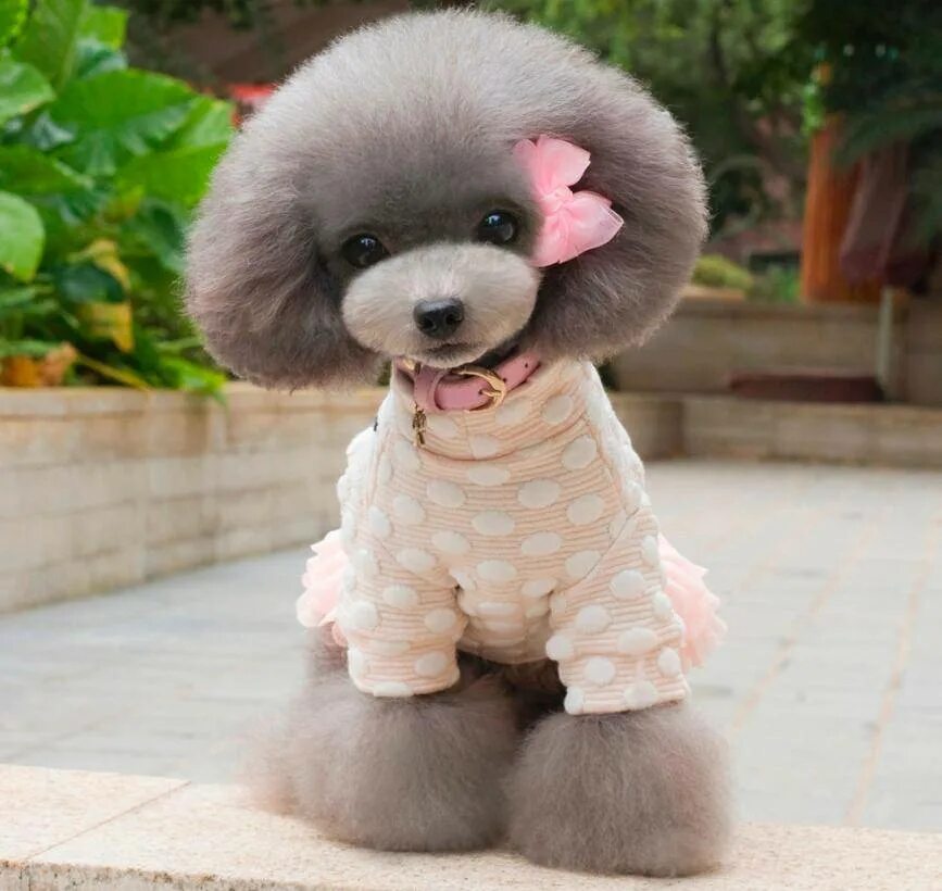 Пудель карликовый золотистый. Белый королевский пудель. Карликовый пудель тедди. Той пудель тикап. Померанский пудель.