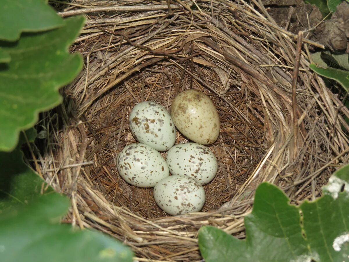 Яйца кукушки фото. Кукушка обыкновенная яйца. Яйца кукушки в чужом гнезде. Гнездо шпорцевой кукушки. Обыкновенная Кукушка гнездо.