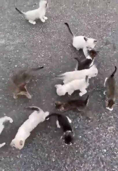 Коты опг. Мемы про химию. Коты опг. Опг коты. Кошачье опг.