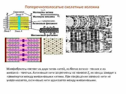 Белки скелетной мышцы