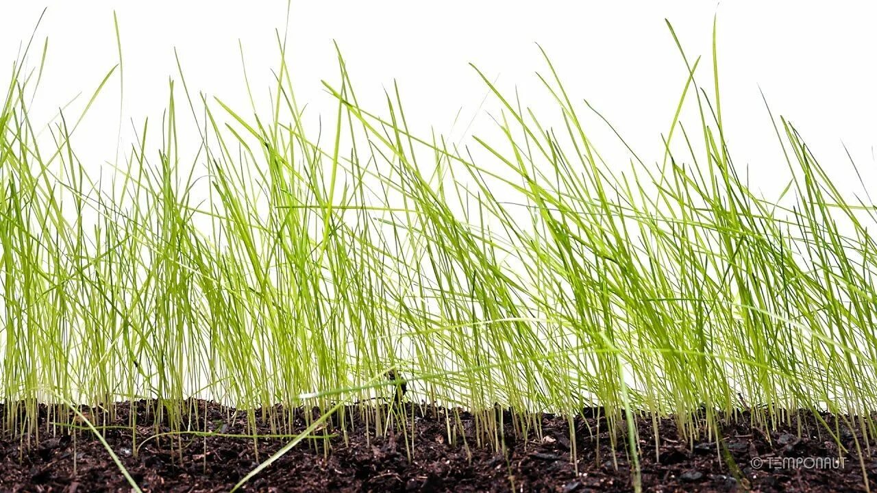 Grass fast class small вычеркни. Почва с травой. grass seed. трава футаж. grass growing.