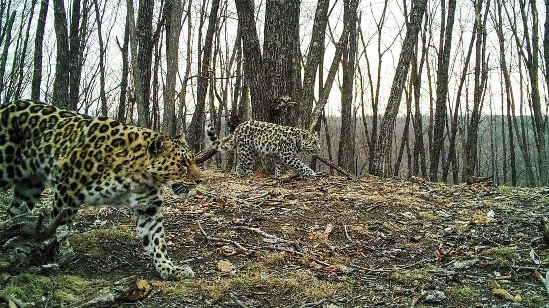 День рождения WWF Very Life Victory