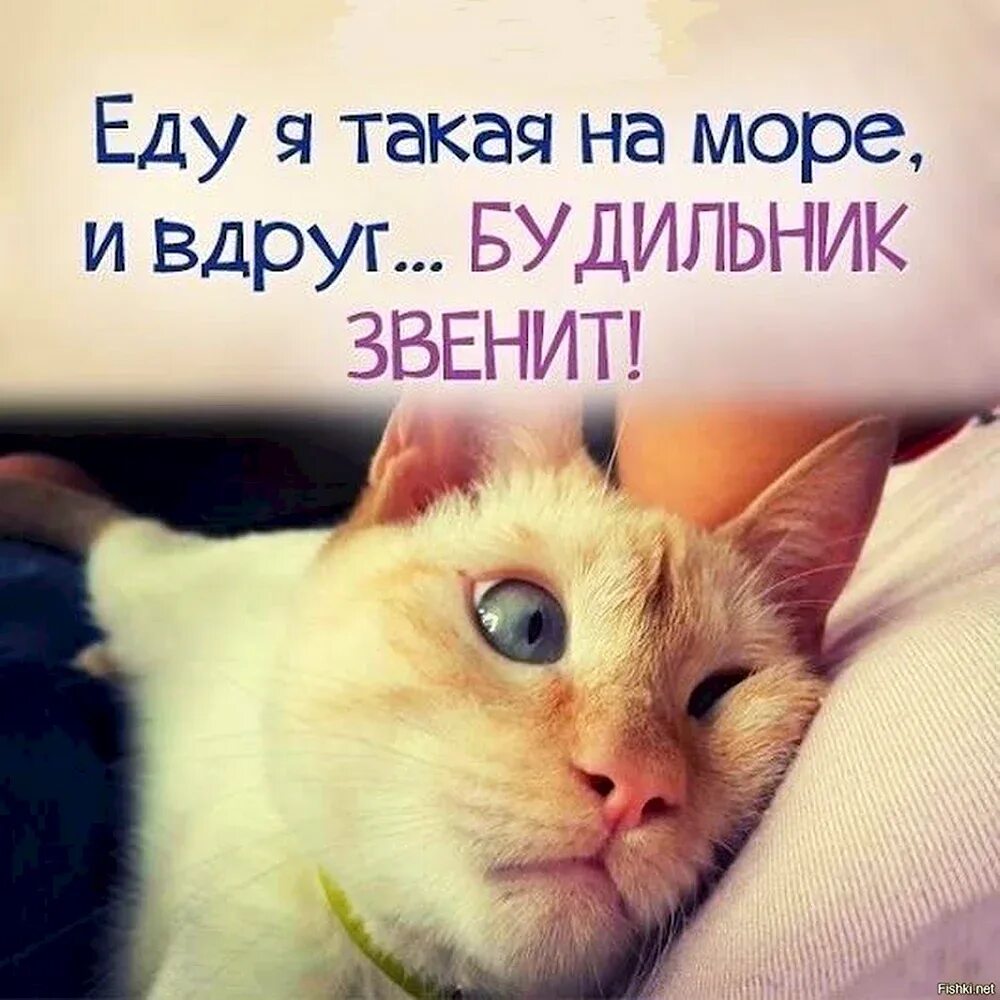 Доброе утро шутка картинки. Доброе утро прикол. доброе утро с животными веселые. открытки с добрым утром смешные. с добрым утром прикол.