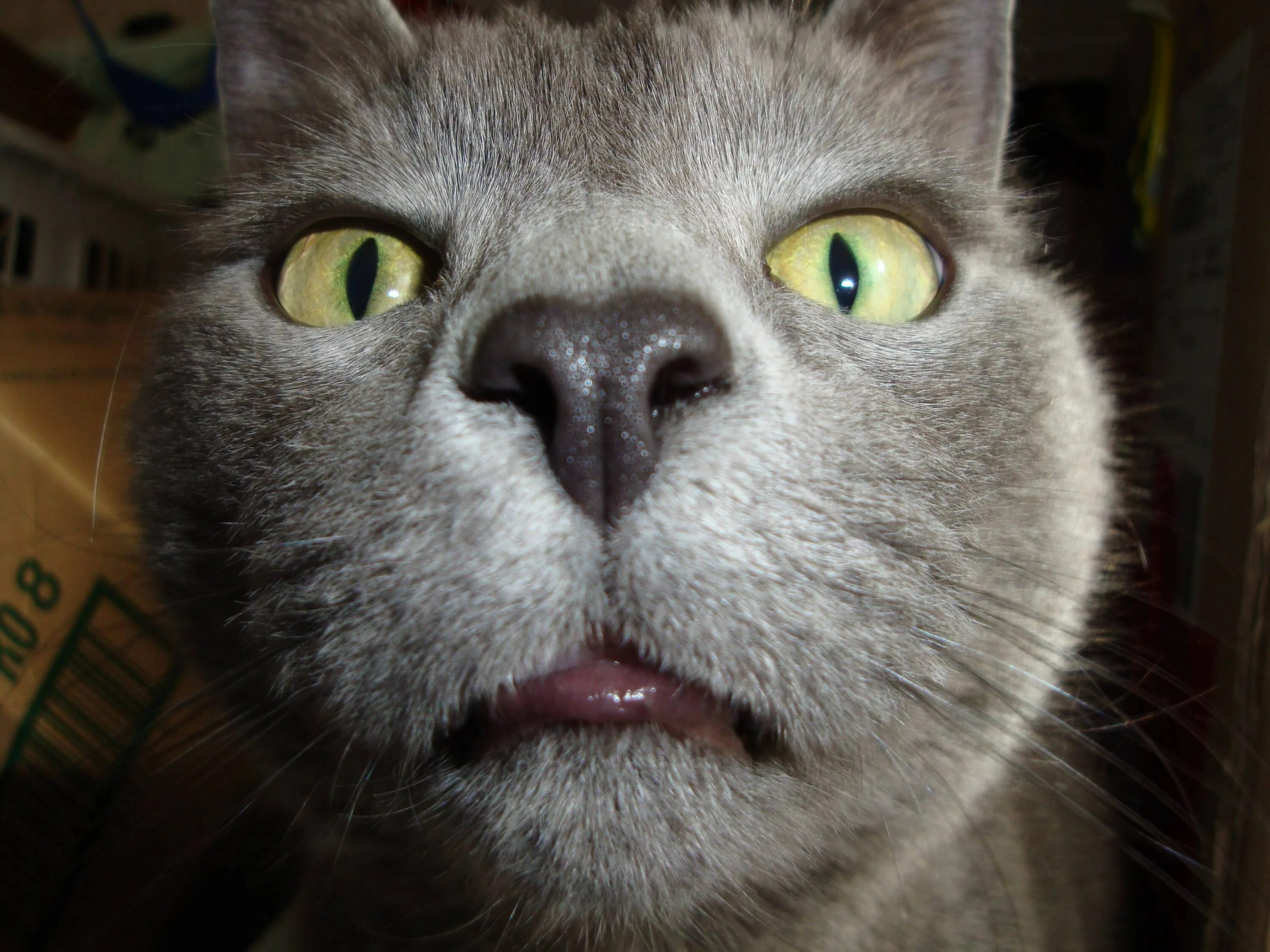 Ржачные коты мемы. Смешная рожа кота. смешная морда кота. угарный кот. коты ржака.