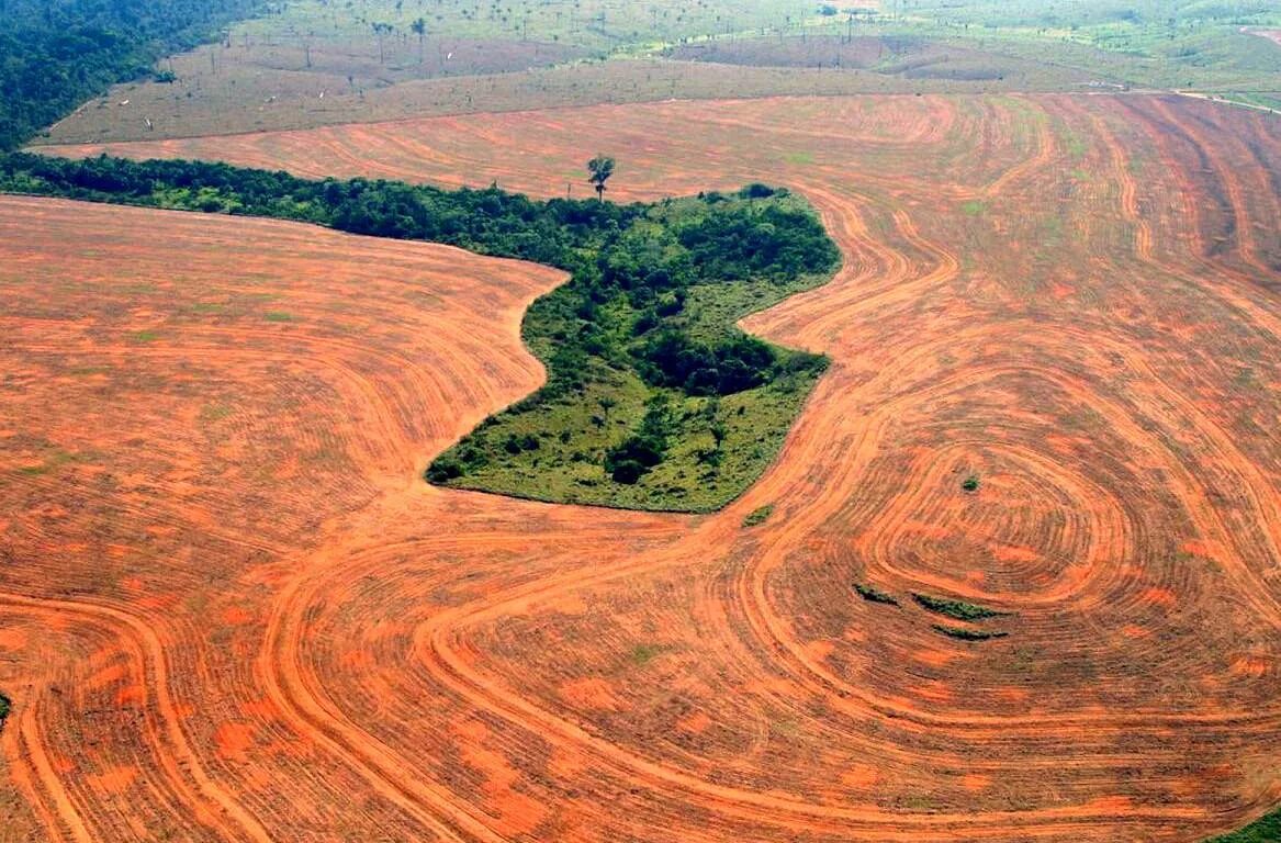 Боливия достопримечательности парк мадиди. Обезлесение амазонии. Национальный парк мадиди боливия. Почвы амазонки. Почвы амазонки.