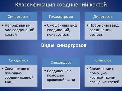 К прерывным соединениям костей относятся