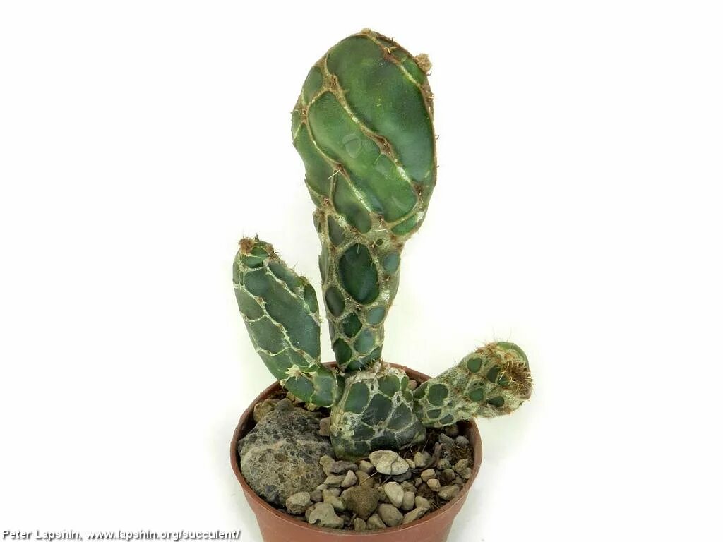 опунция reticulata cobra. опунция зебрина. опунция ретикулата кобра. Opuntia reticulata cobra. опунция ретикулата кобра.