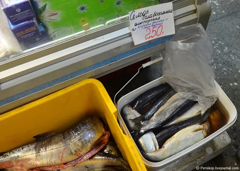 Код богатства рыбы. Рыбное изобилие Камчатка. Какую рыбу любят студентов.