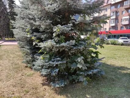 Ели ли тг