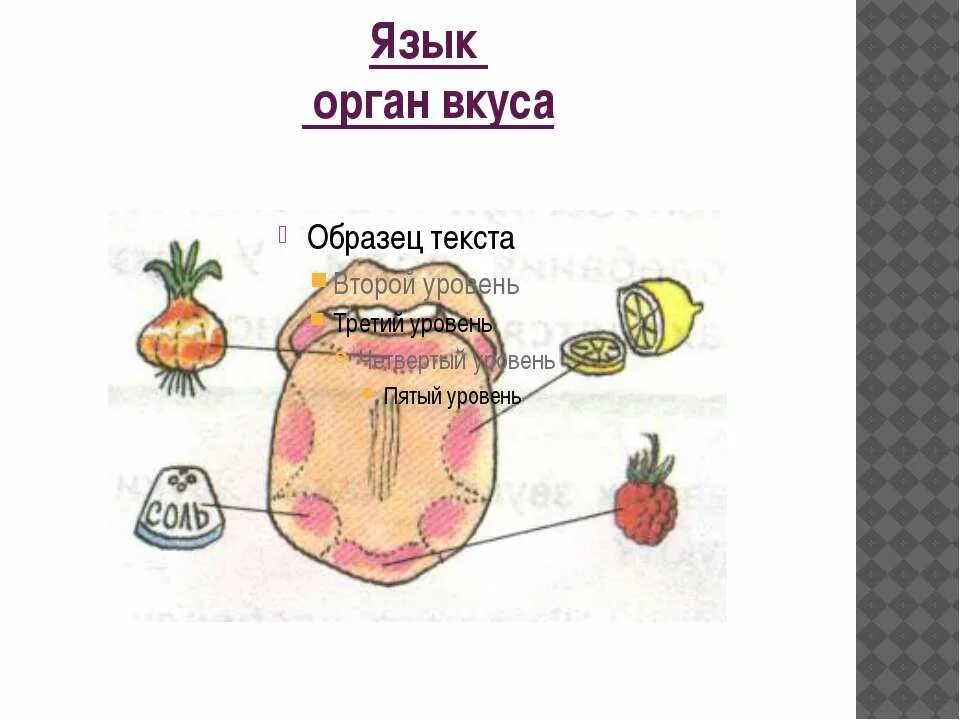 Язык орган чувств. Язык орган чувств для детей.