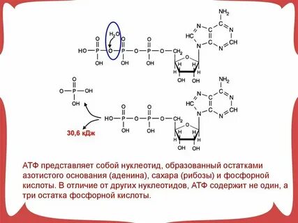 Строение и функции атф конспект