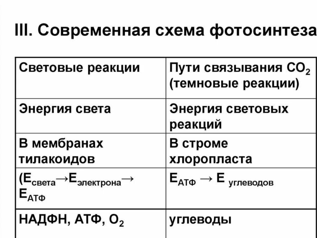 Результат фотосинтеза