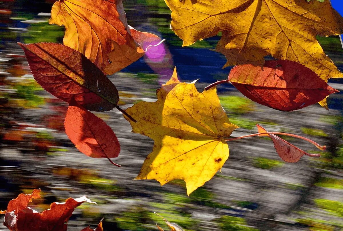 Колышимый ветром лист. Осенний листопад. Листья кружатся. Осень листва. Осенние листья на ветру.