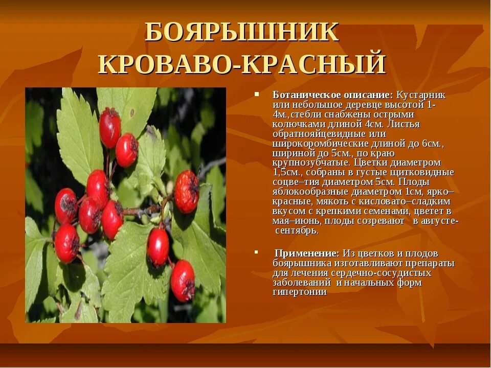 Почему у многих кустарников плоды красного цвета. Плоды боярышника кроваво-красного. боярышник кроваво-красный ботаника. плоды боярышника описание. боярышник кроваво красный систематика.