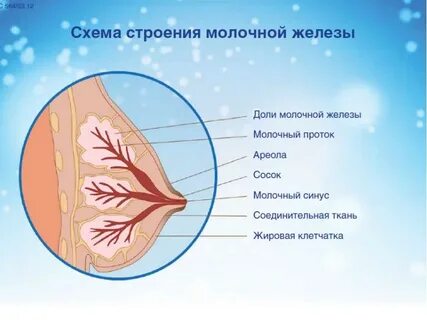 Доли железы