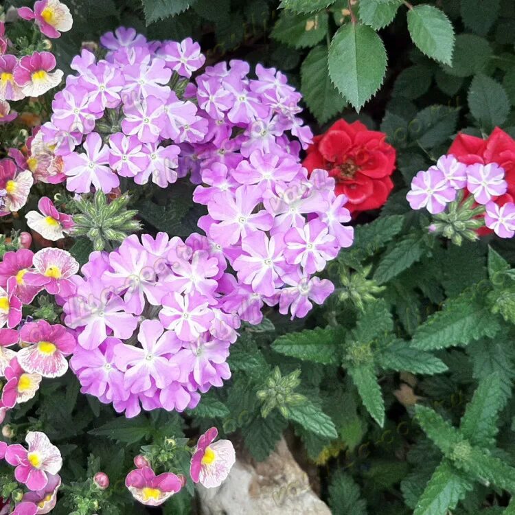 Вербена одинцово. Вербена лавандер. вербена lanai. вербена lavender star. вербена lanai purple star.