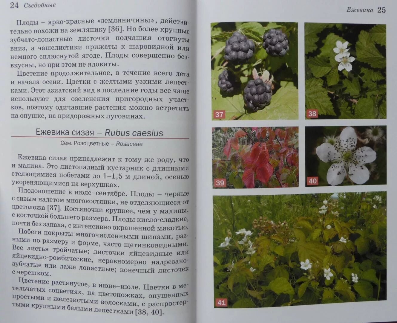 Атлас определитель съедобных растений ягод. Атлас определитель ягоды. Голубика атлас определитель. Атлас определитель несъедобные ягоды. Атлас определитель ягод.
