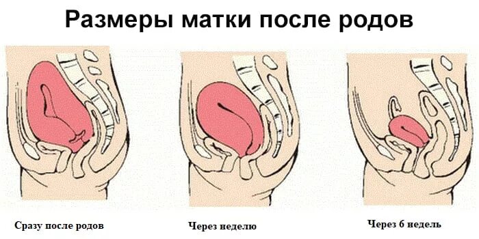 Как сокращается матка после родов. Матка после родов размеры. размеры матки в послеродовом периоде.