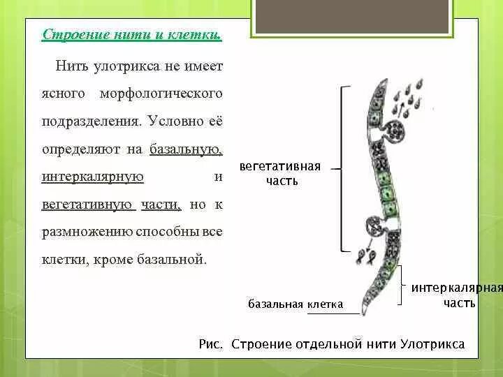 Какую функцию выполняют структуры таллома