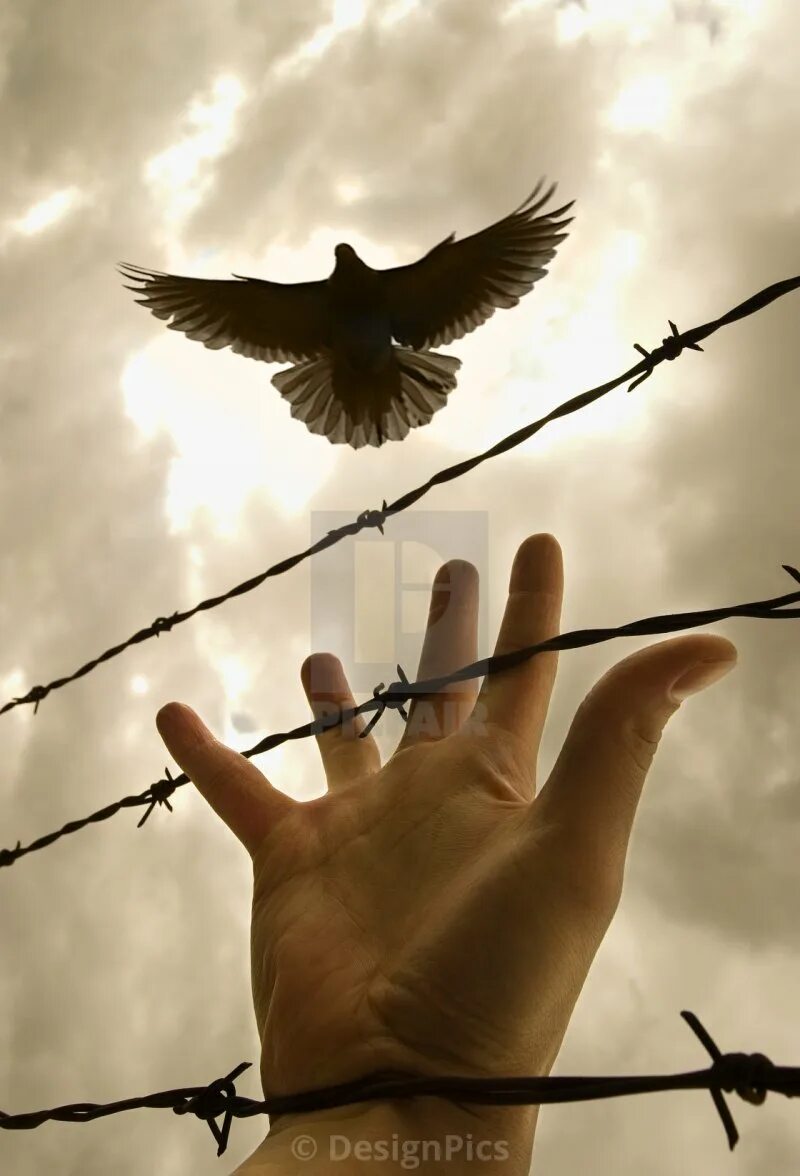 Птица свободы. Отпустить птицу. Птица на руке. Птица улетает с руки.