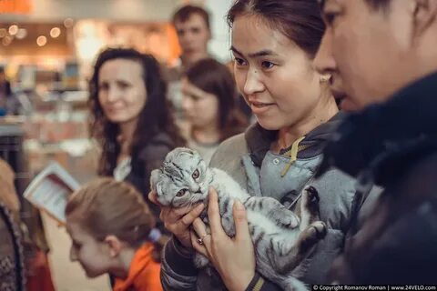 Выставка кошек красноярск 2024 трц июнь