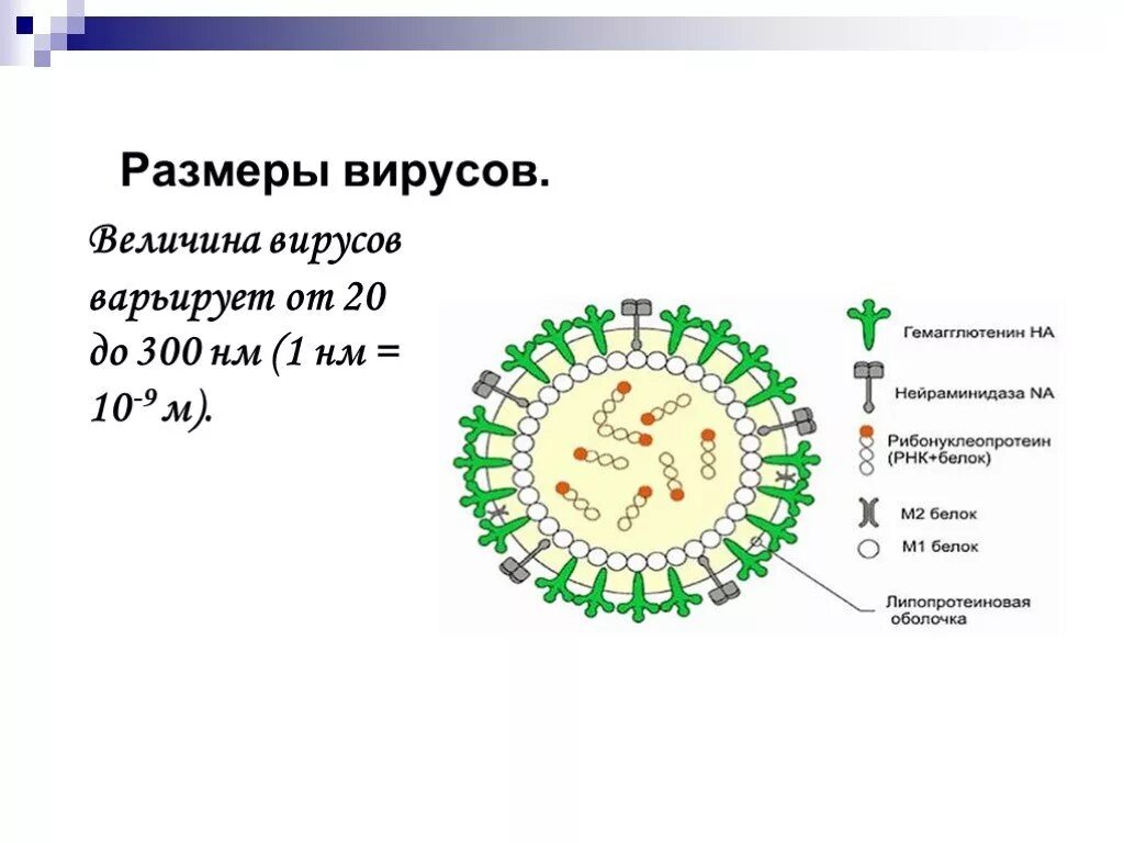 Насколько вирус. Размеры вирусов. Размер вируса гриппа. Размер вируса коронавируса.