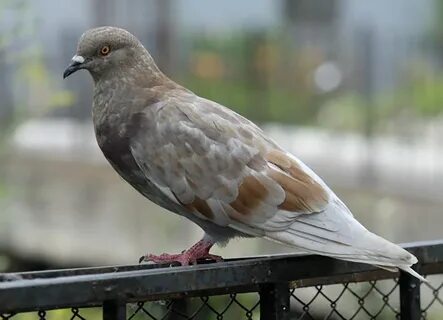 Pigeon Basics Show an Adaptable Bird That's Been Valuable Through the ...