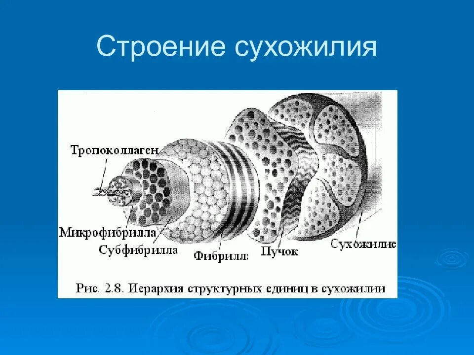 Строение голеностопного сустава мышцы. Строение сухожилий человека. Зарисовать строение мышцы. Атлас анатомия человека мышечная система. Мышечные сухожилия 2 связки.
