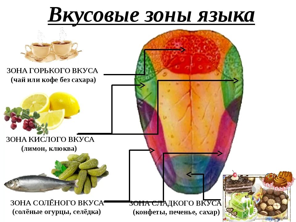 Вкусовые зоны языка. Вкусовые зоны языка человека. Зоны языка отвечающие за вкус. Зоны восприятия вкуса на языке.