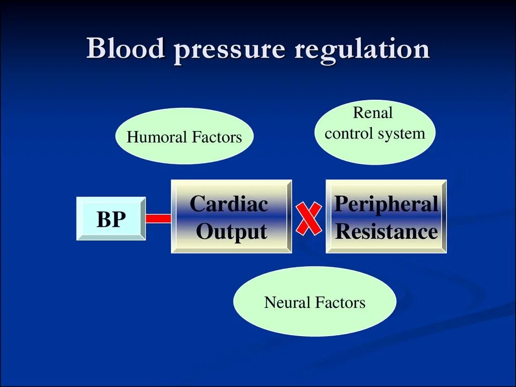 Blood Pressure Regulation. Arterial Pressure Regulation. Blood Pressure Pathology. Blood Pressure Regulation scheme.
