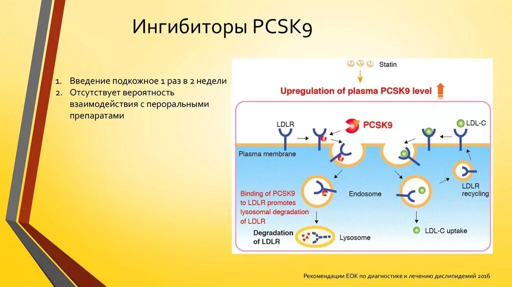 Ингибиторы pcsk9 механизм действия. Ингибиторы Psk 9. Фермент pcsk9. Ингибиторы pcsk9